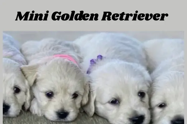 goldenminiature