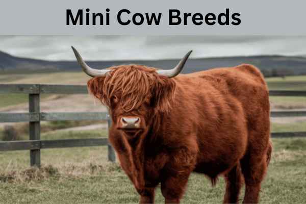 minicowbreeds